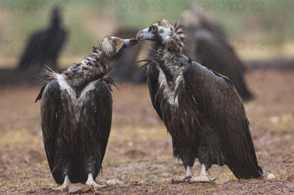 Cinereous Vulture (Aegypius monachus), Extremadura, Spain