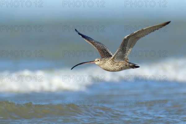 Far Eastern Curlew (Numenius madagascariensis), Northern Territory, Australia