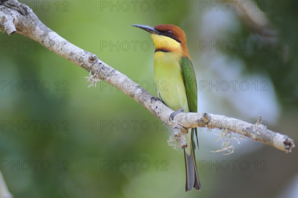 Chestnut-headed Bee-eater (Merops leschenaulti), Sri Lanka