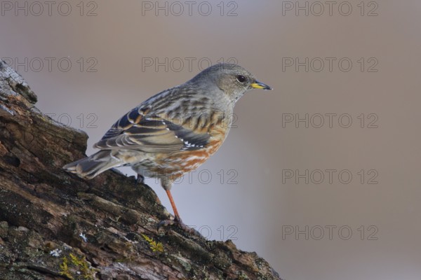 Alpine Accentor (Prunella collaris), Carinthia, Austria