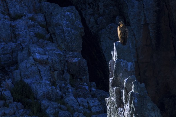 Buitre leonado / Griffon Vulture (Gyps fulvus)