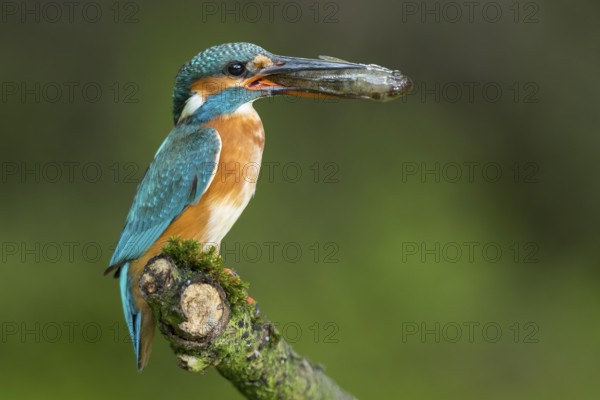 Common Kingfisher (Alcedo atthis) female perched on a branch with a fish in its beak, Lower Saxony, Germany