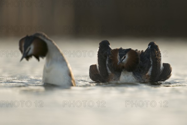 Great Crested Grebe (Podiceps cristatus) pair displaying, North Rhine-Westphalia, Germany