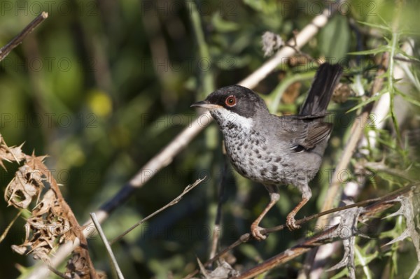 Cyprus Warbler (Sylvia melanothorax) male, Cyprus
