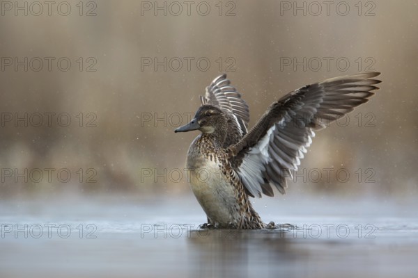 Garganey (Spatula querquedula) female, Saxony, Germany