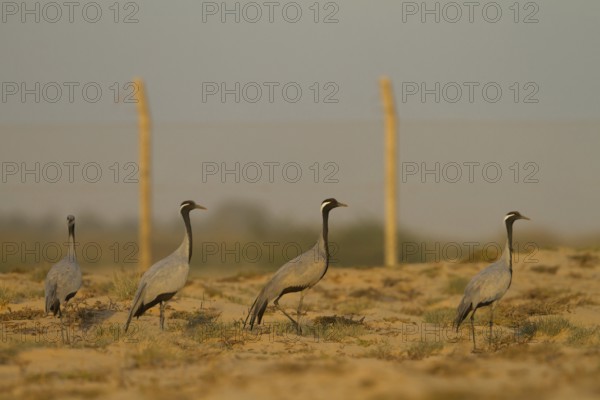 Demoiselle Crane (Grus virgo), Oman