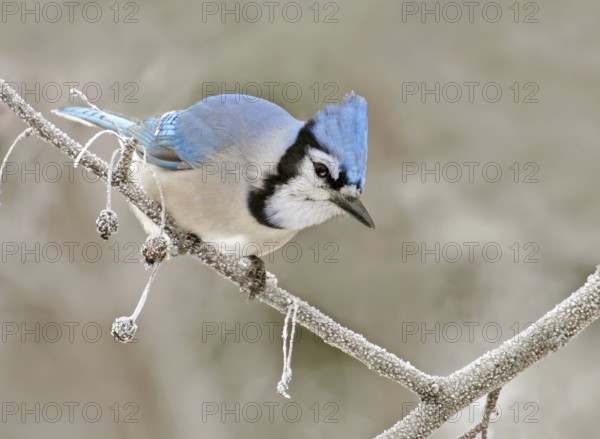 Blue Jay (Cyanocitta cristata), Saskatchewan, Canada