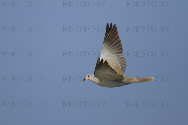Eurasian Collared Dove (Streptopelia decaocto) flying, Oman