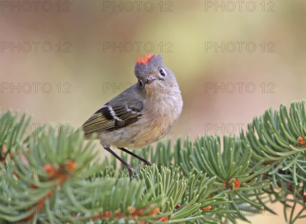 Ruby-crowned Kinglet, Regulus calendula, singing, on a spruce tree in Saskatchewan