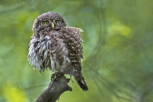 Eurasian Pygmy Owl (Glaucidium passerinum), Bavaria, Germany