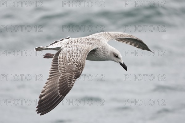 Great Black-backed Gull (Larus marinus) juvenile flying, North Sea, Germany