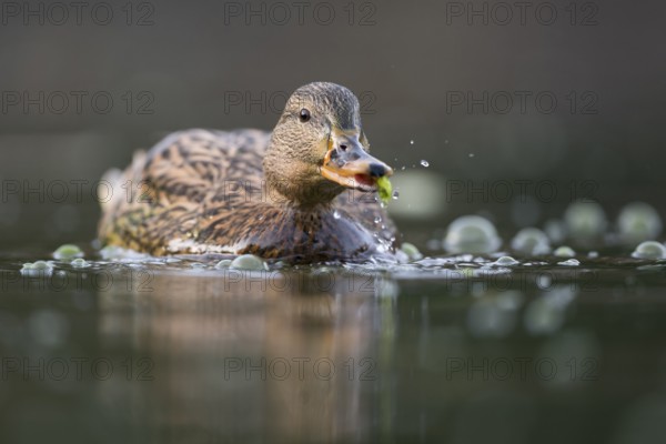 Mallard (Anas platyrhynchos) female, North Rhine-Westphalia, Germany