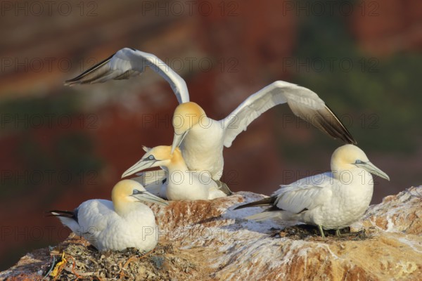 Northern Gannet (Morus bassanus) pair mating, Schleswig-Holstein, Germany