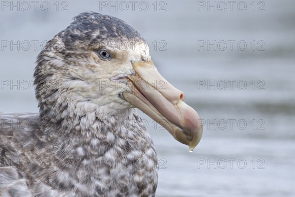 Northern Giant Petrel (Macronectes halli) perched on a rocky beach on South Georgia Island