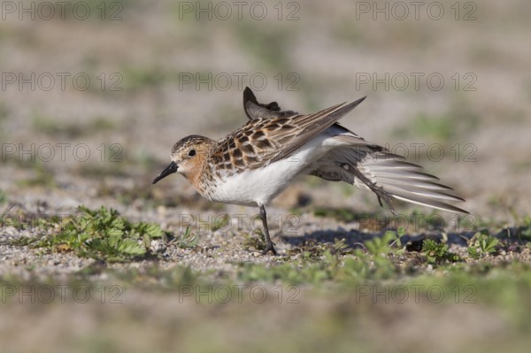 Red-necked Stint (Calidris ruficollis) stretching, Dornod Province, Mongolia
