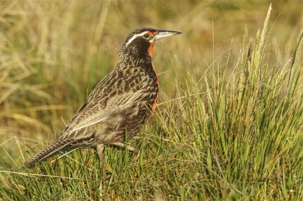 Long-tailed Meadowlark (Sturnella loyca) perched on the ground in the Falkland Islands