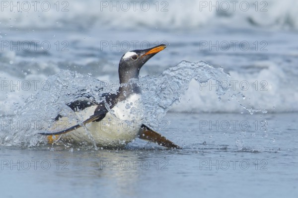 Gentoo Penguin (Pygoscelis papua) returning to land through the waves in the Falkland Islands
