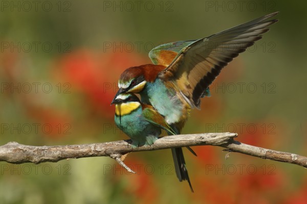 European Bee-eater (Merops apiaster) pair mating, Piedmont, Italy
