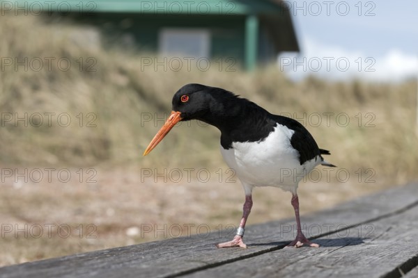 Eurasian Oystercatcher (Haematopus ostralegus), Schleswig-Holstein, Germany
