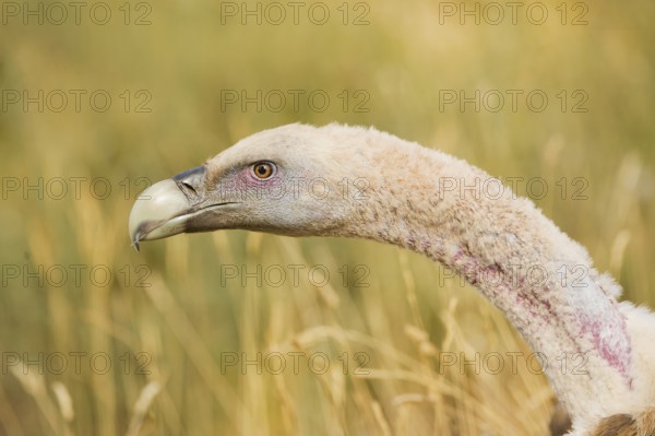 Griffon Vulture (Gyps fulvus), Catalonia, Spain