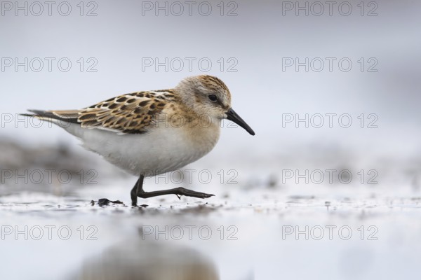 Little Stint (Calidris minuta) foraging on shoreline, Mecklenburg-Western Pomerania, Germany