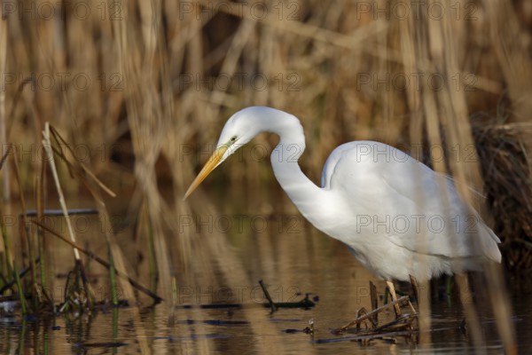 Great Egret (Ardea alba) foraging in reedbed, Mecklenburg-Western Pomerania, Germany