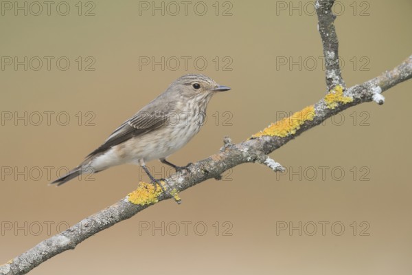 Spotted Flycatcher (Muscicapa striata) perched on a lichen branch, Aosta Valley, Italy