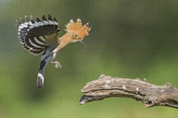 Eurasian Hoopoe (Upupa epops) landing on a branch, Aosta Valley, Italy