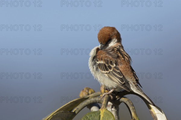 Russet Sparrow (Passer rutilans cinnamomeus) male, Thimphu, Bhutan