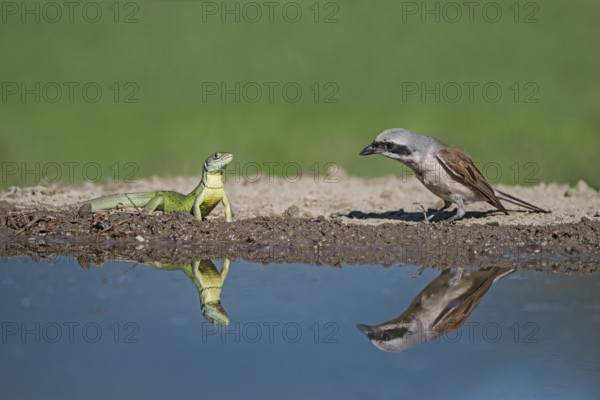 Red-backed Shrike (Lanius collurio) male meets European green lizard (Lacerta viridis) at waterhole, Aosta Valley, Italy