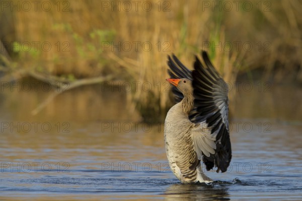 Graugans, Greylag Goose, Anser anser, Oie cendrée, Ánsar Común