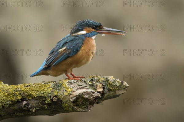 Ijsvogel vrouw op stok, Kingfisher female on pearch