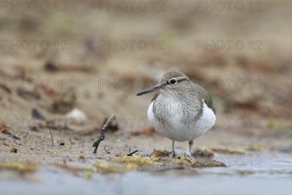 Common Sandpiper (Actitis hypoleucos) foraging, North Rhine-Westphalia, Germany