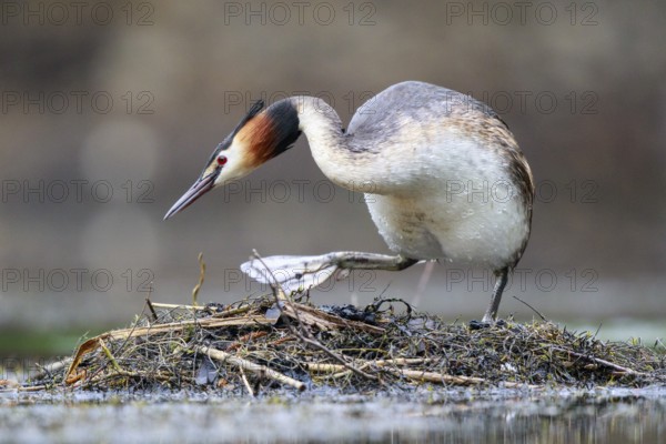 Great Crested Grebe (Podiceps cristatus) on nest, North Rhine-Westphalia, Germany