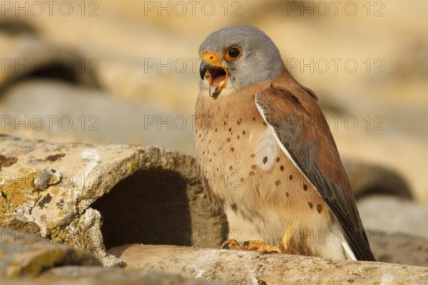 Lesser Kestrel (Falco naumanni), male calling, Castile-La Mancha
