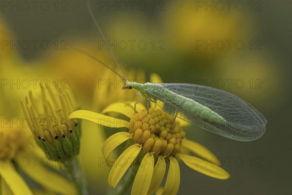 Lacewing (Chrysoperla carnea) on ragwort (Senecio jacobaea), Emsland, Lower Saxony, Germany