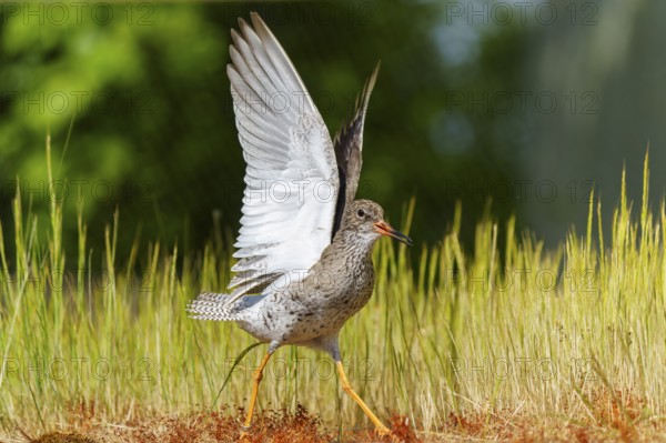 Bird with outstretched wings in a meadow in natural light, Redshank, (Tringa totanus), France