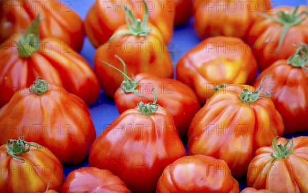 Fresh red tomatoes lie on a blue surface and create an intense colour contrast, market sale, Provence, France