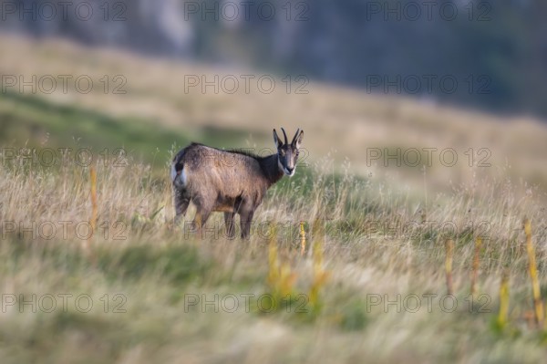 Chamois (Rupicapra rupicapra) on a meadow in the Vosges Mountains, wildlife, France