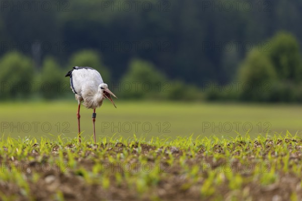 White stork (Ciconia ciconia) eating worm, farmland, Göggingen, Sigmaringen district, Baden-Württemberg, Germany