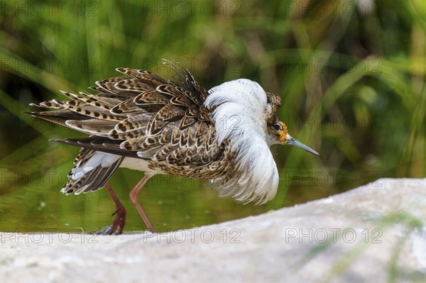 Bird with patterned plumage next to green surroundings, ruff (Calidris pugnax, Syn.: Philomachus pugnax), courtship display, France