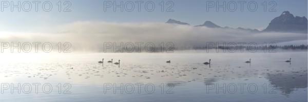 Sunrise at Lake Hopfensee near Füssen, with the Tegelberg massif and the Säuling behind it, Ostallgäu, Allgäu, Upper Swabia, Swabia, Bavaria, Germany