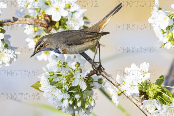 Bluethroat (Luscinia svecica cyanecula) ml Germany