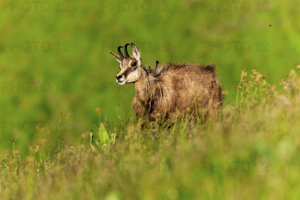 A chamois stands on a green meadow and is illuminated by the sun, chamois, chamois, (Rupicapra rupicaprae), wildlife, Vosges, France