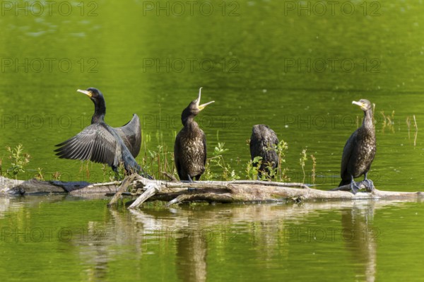 Three cormorants stretching their wings on a tree trunk over calm water, Cormorant, (Phalacrocorax carbo), wildlife, France