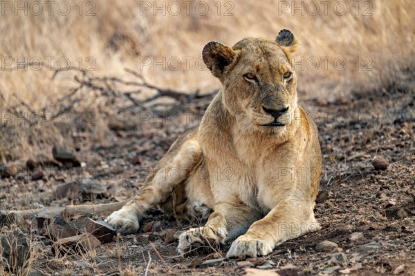 Lioness resting, Kruger National Park, South Africa