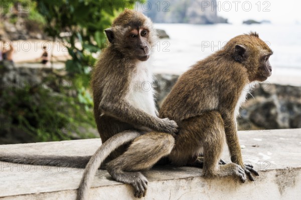 Monkeys on the beach, macaques, Ao Nang Beach, Ao Nang, Krabi, Thailand