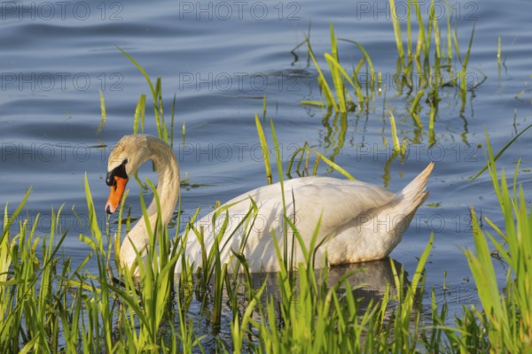 A Mute Swan (Cygnus olor) swimming on the shore of the Steinhuder Meer, animal photo, bird, bird species, nature photo, wildlife, fauna, Hagenburg, Lower Saxony, Germany