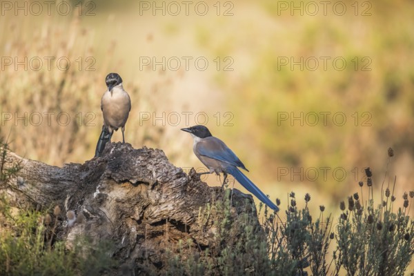 Blue magpie (Cyanopica cooki), Extremadura, Castilla La Mancha, Spain