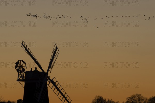Windmill silhouette at sunset with a red sky and a skein or flock of Pink-footed geese (Anser brachyrhynchus) birds flying above, Cley-next-to-the-sea, Norfolk, England, United Kingdom